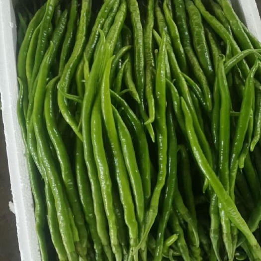 阜南县精品青线椒 皱皮椒，