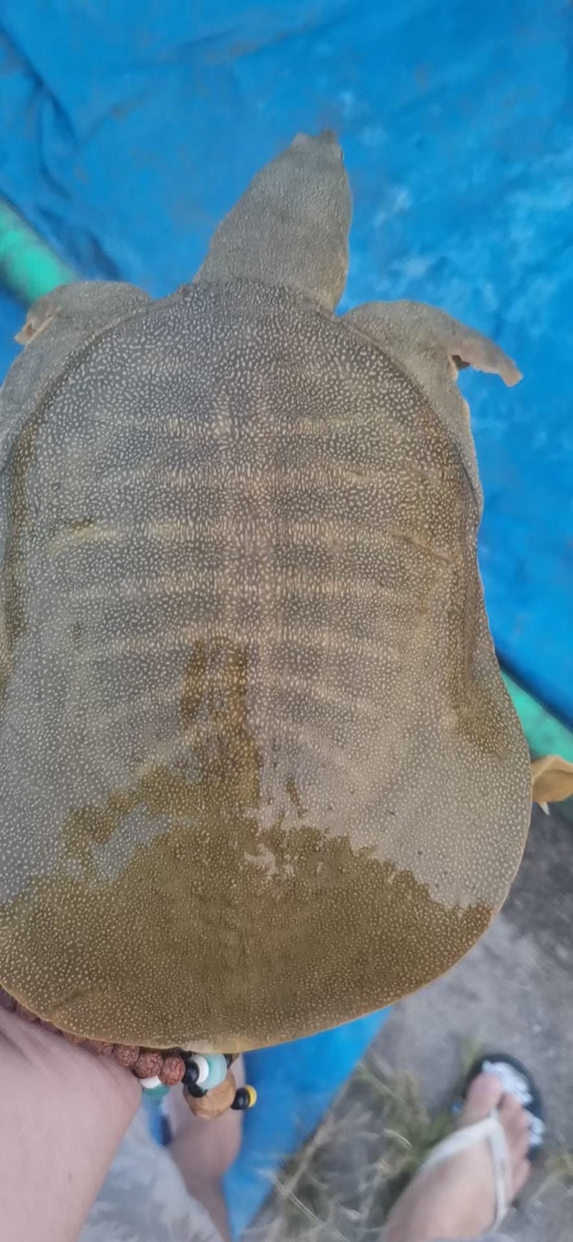 广东黄甲鱼活体批发外塘甲鱼黄油商品鱼鳖包活到家