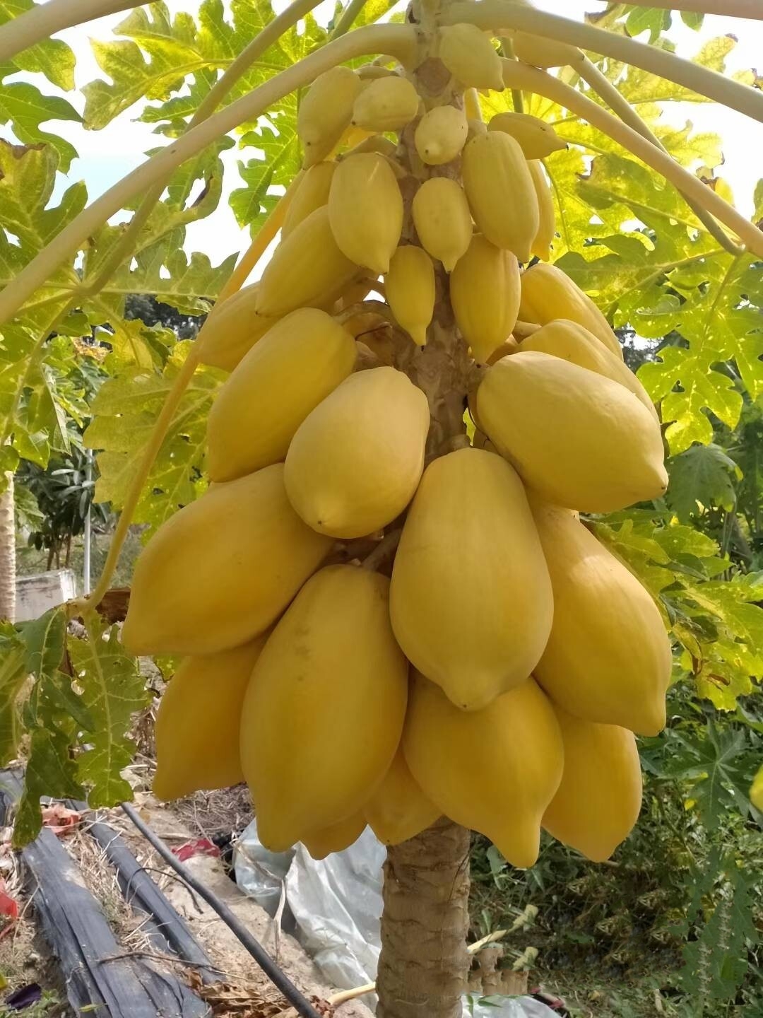 普宁市印尼黄金木瓜，甜度高，产量好
