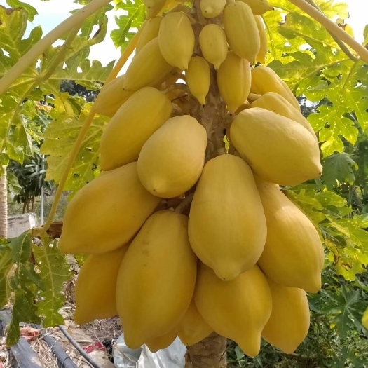 普宁市印尼黄金木瓜，甜度高，产量好