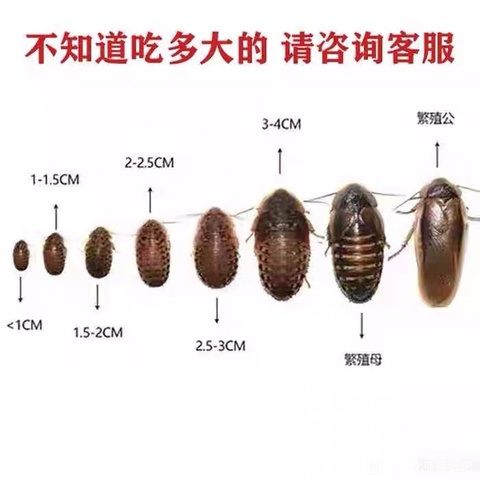 衡水杜比亚全规格养殖场货源充足
