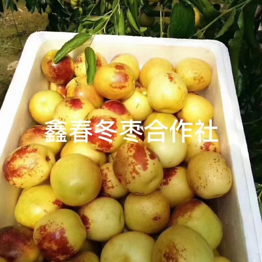 滨州正宗沾化大棚冬枣