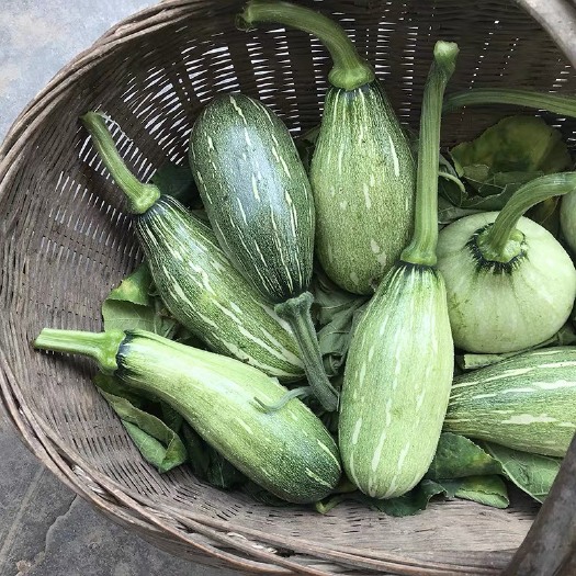 北京农村新鲜现摘嫩南瓜黄肉嫩南瓜炒菜用 老品种嫩南瓜野菜农家菜