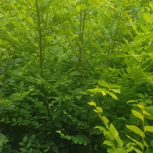 博野县杯苗 金叶榆