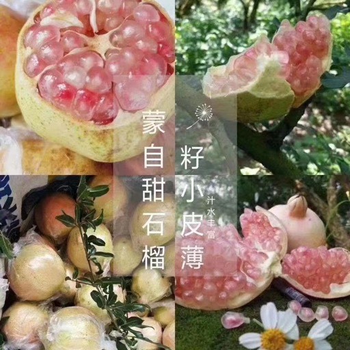 蒙自市云南蒙自甜绿籽石榴