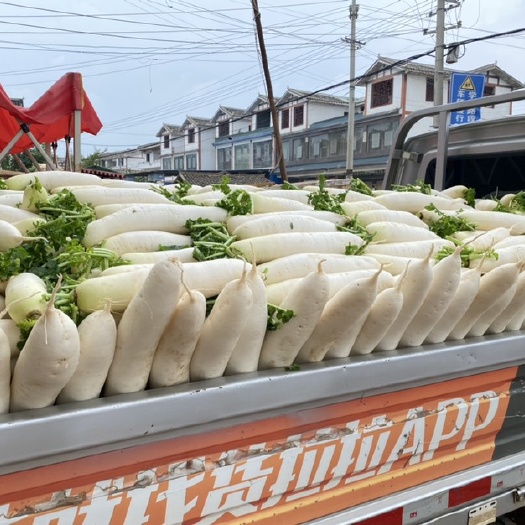 贵州威宁白萝卜