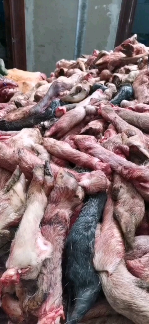 绵羊毛蹄