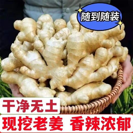 沂南县大黄姜  大姜黄姜老姜大量现货价格便宜一手货源