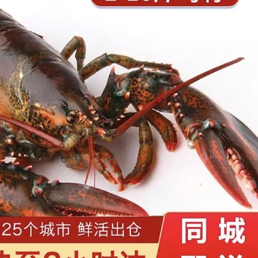 深圳波士顿龙虾鲜活 波龙大龙虾海鲜水产速冻