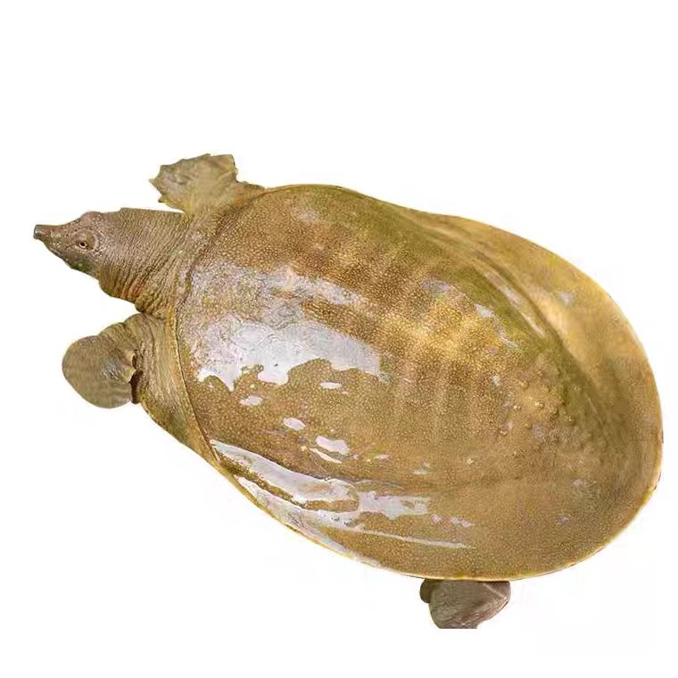 广东黄甲鱼活体批发外塘甲鱼黄油商品鱼鳖包活到家