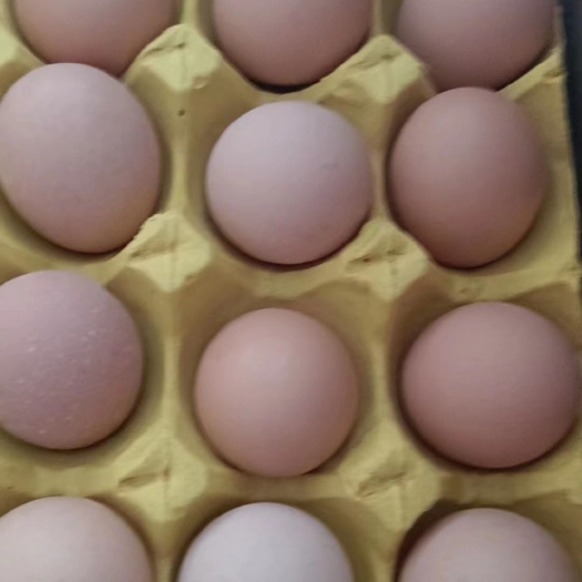 葫芦岛散养土鸡蛋