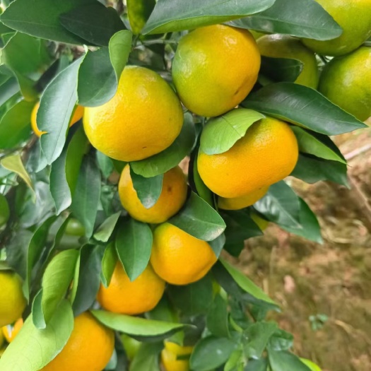 石门县石门特早蜜橘