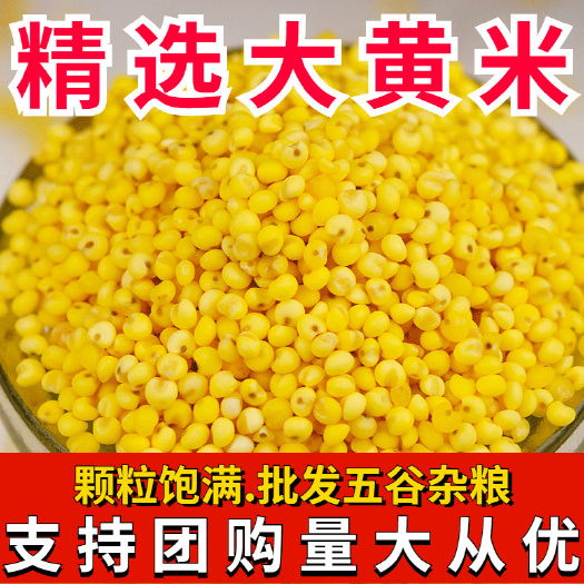 大黄米   现货供应东北大黄米  熬粥 包粽子黍米大黄米