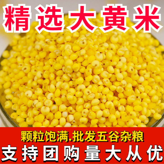 临沂大黄米   现货供应东北大黄米  熬粥 包粽子黍米大黄米