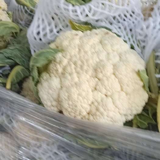 花菜，白面青梗花菜小米粒松花菜产地供应保质保量。
