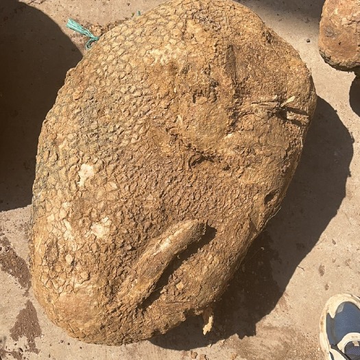 昆明蛇莲，山乌龟