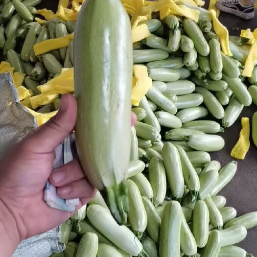 莘县大量供应优质西葫芦，产地直发质量保证