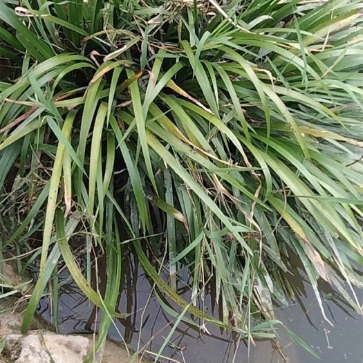 德保县石菖蒲中药材 山菖蒲 石昌朴 欢迎各位老板咨询