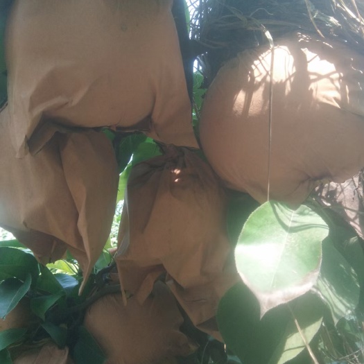 范县晚秋精品梨