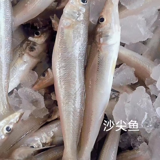 惠来县沙尖鱼，12-13条/斤