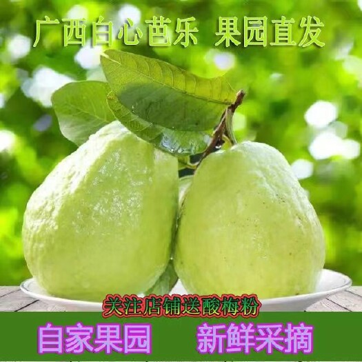 玉林【芭乐番石榴】清脆可口新鲜自摘