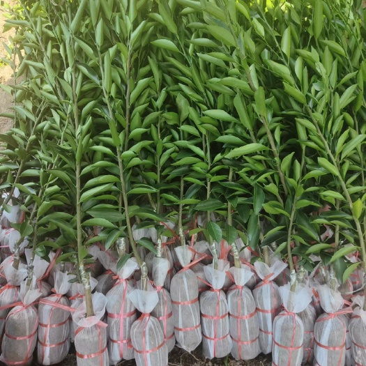 广东陈皮柑（茶枝柑）新会柑苗 基地直供 一手货源
