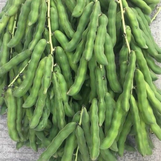 新鲜狗爪豆狗儿豆猫爪豆猫儿豆产地直发可发整车物流快递一件代发