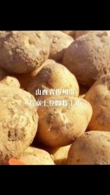 黄皮黄心，3两通天，感兴趣的老板，欢迎实地考察。