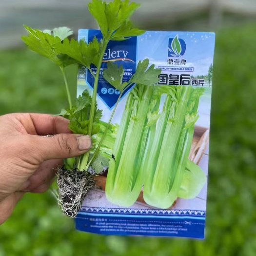 通海县蔬菜苗>芹菜苗