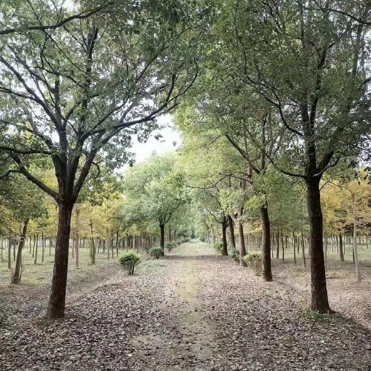南京香樟