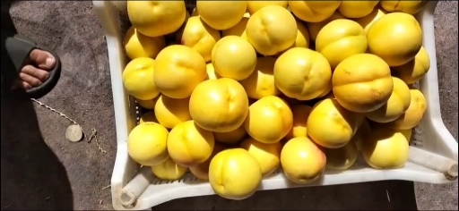 瓦房店市辽南黄油桃冷库出库