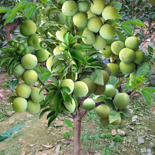 早熟蜂糖李树苗，端午节上市，果大味甜。