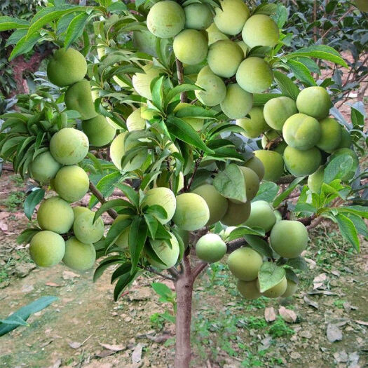 桐梓县早熟蜂糖李树苗，端午节上市，果大味甜。
