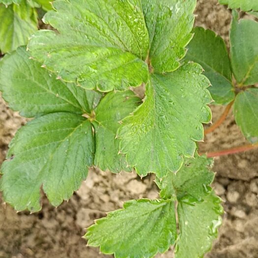 阜阳草莓假植苗(天仙醉)