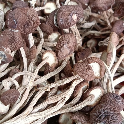 广昌县茶树菇
