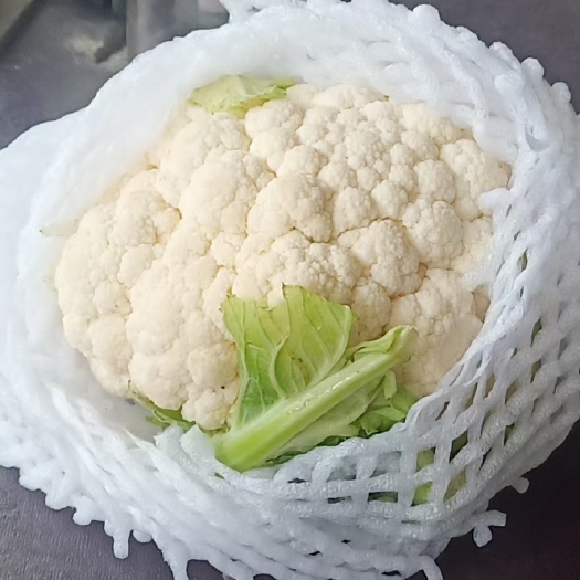 兰州散花菜