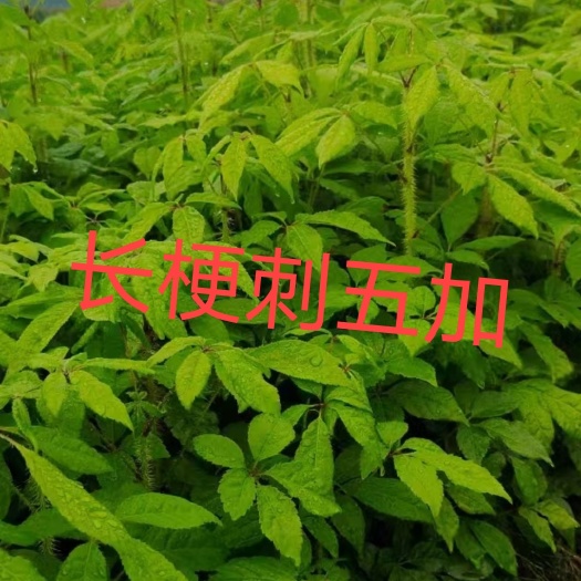 桓仁县刺嫩芽苗，刺五加苗，哪有刺嫩芽苗，哪有刺五加苗的