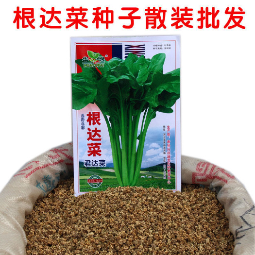 四季根达菜种子高产牛皮菜种子莙荙菜君根达菜种子易种蔬菜籽