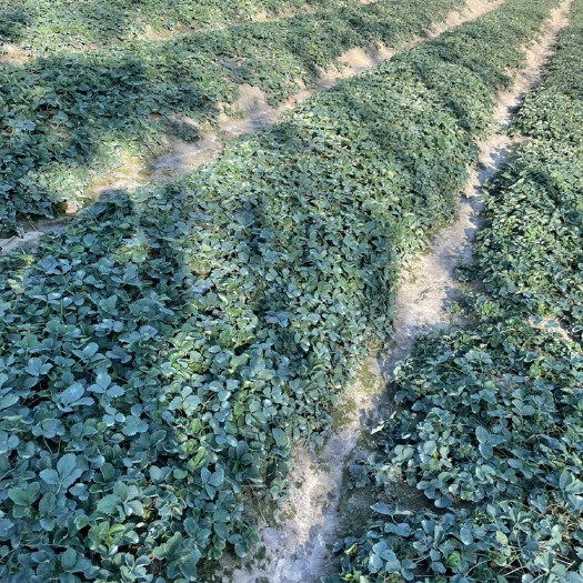 长丰县红颜草莓苗，