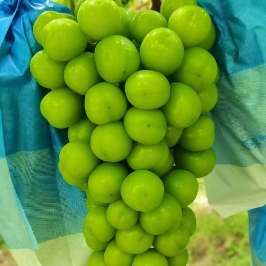 渭南阳光玫瑰御品一园阳光玫瑰5斤单果10g以上包邮，量大的来