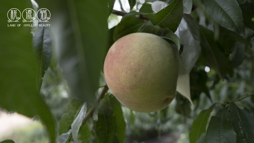 绛县18个糖秋露蜜毛桃