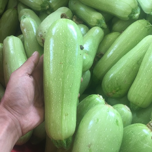 贺兰县西葫芦