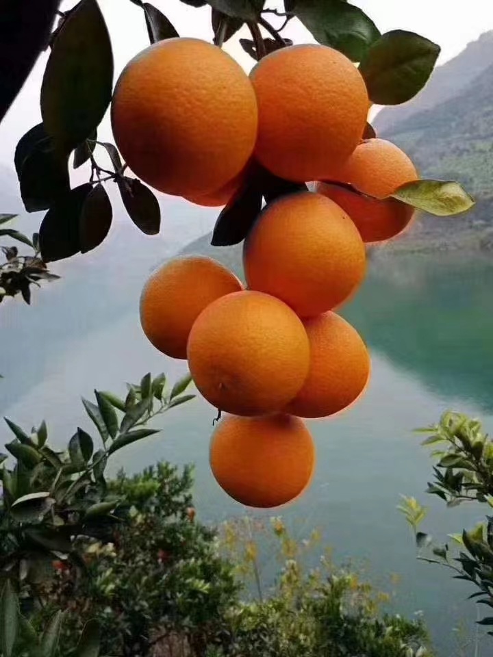 爱媛果冻橙.个头大颜色好，果园看货订货，一手货源，口感纯甜，