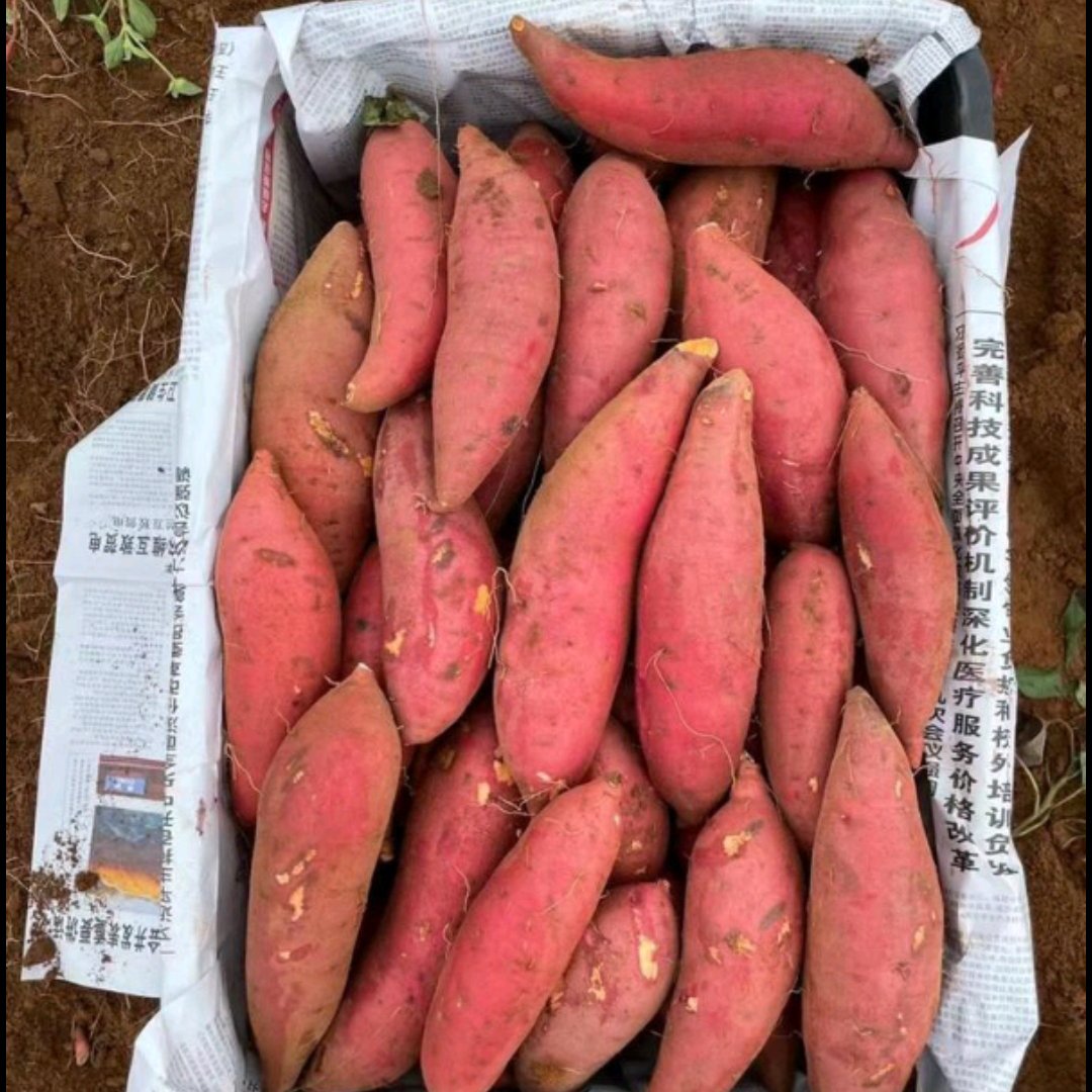 宜城市西瓜紅紅薯，紅皮紅心香甜粉糯產地直供全國發貨