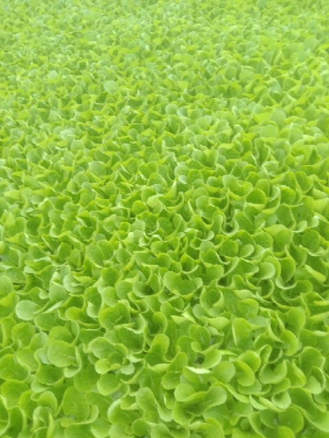 通海县大白菜苗