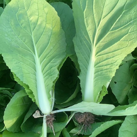 曹县精品奶白菜0.4一斤，曹县蔬菜基地