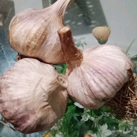 聊城大蒜把子