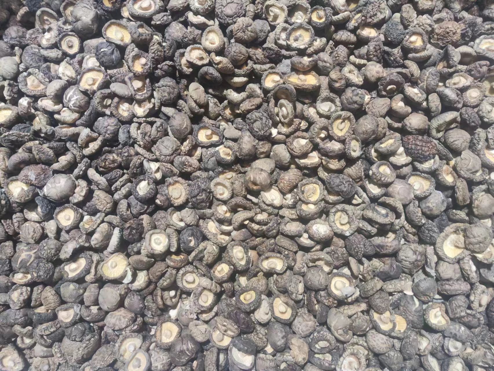 香菇  西峡精品冬菇:形状好肉质厚、货品多，规格全、价格优！