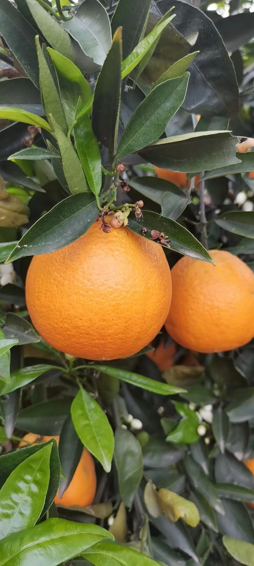 爱媛果冻橙.个头大颜色好，果园看货订货，一手货源，口感纯甜，
