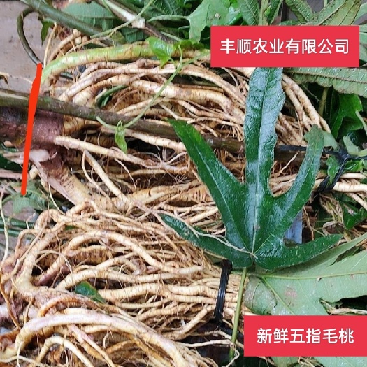 陆川县丰顺农业有限公司五指毛桃地摊货工厂货档口货600亩长年供应